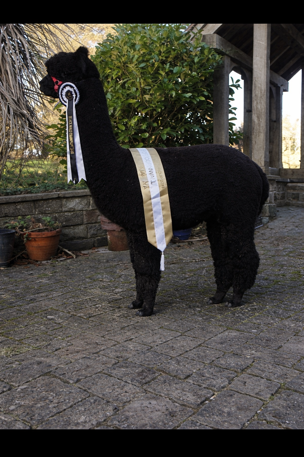 Hushabye Farm Cassius Clay