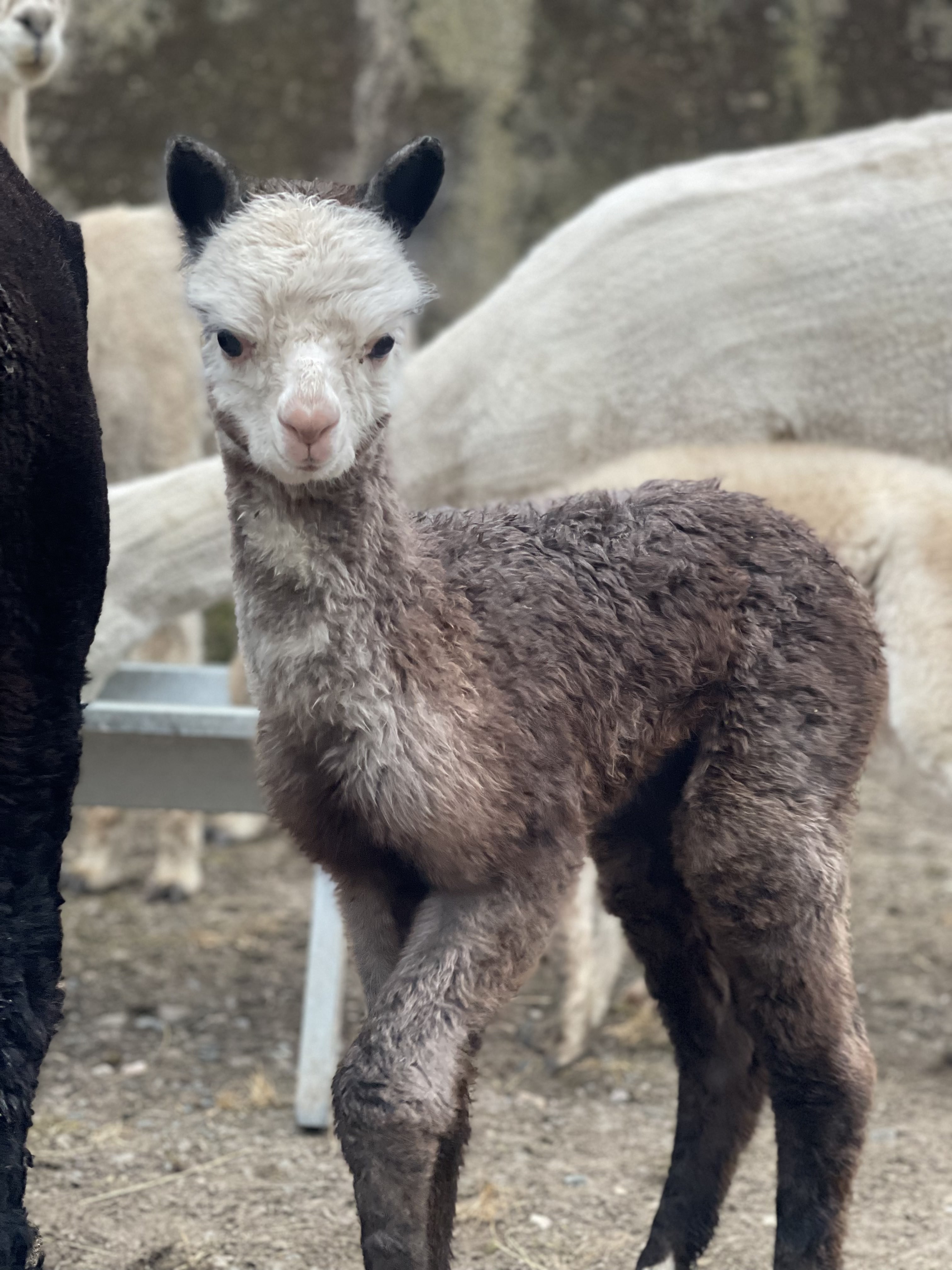 Alpaca cria