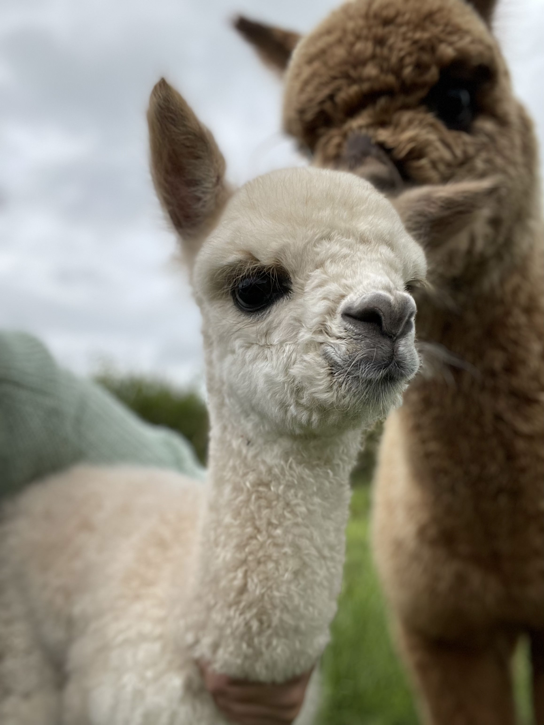 Alpaca cria