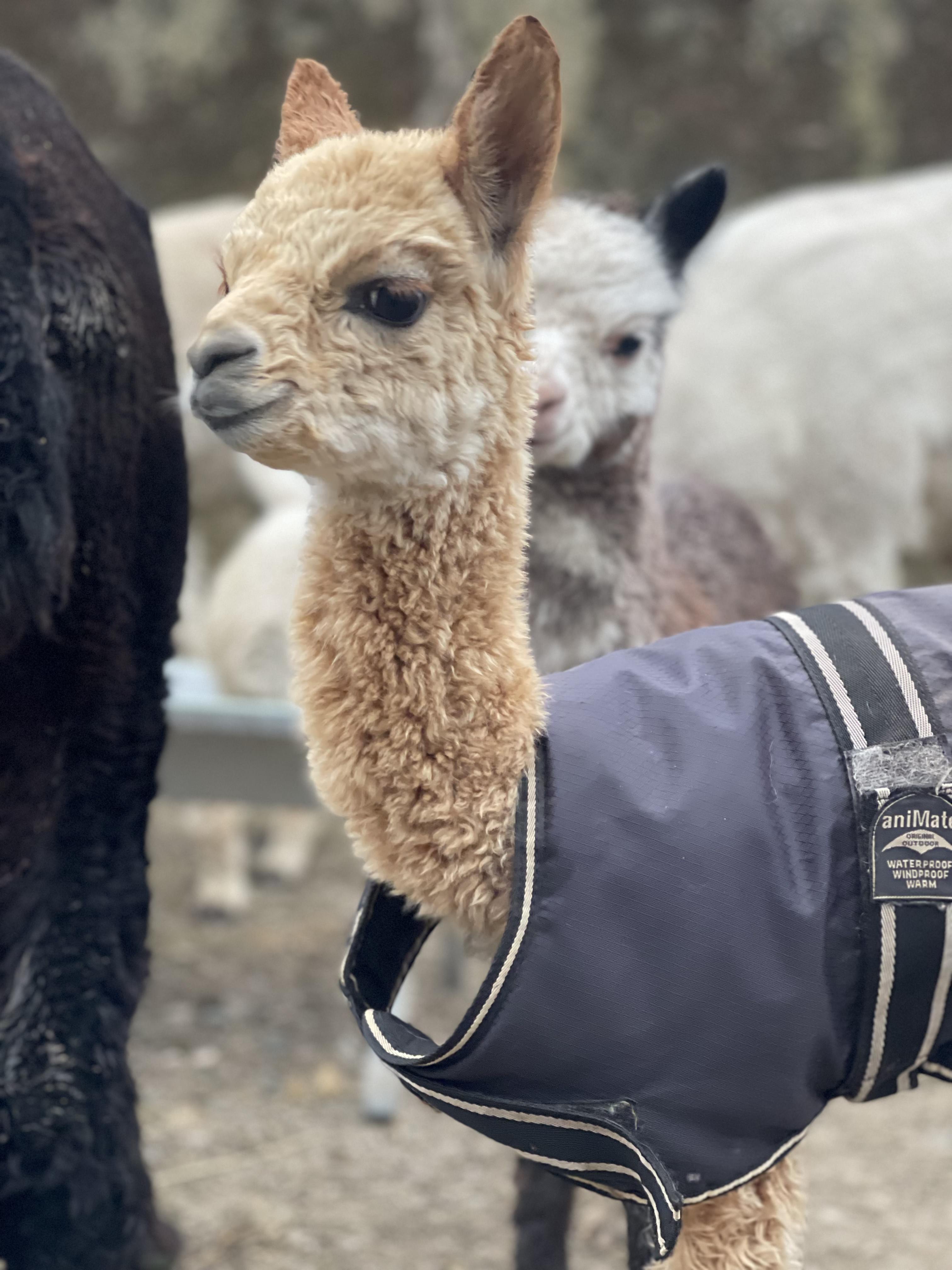 Alpaca cria