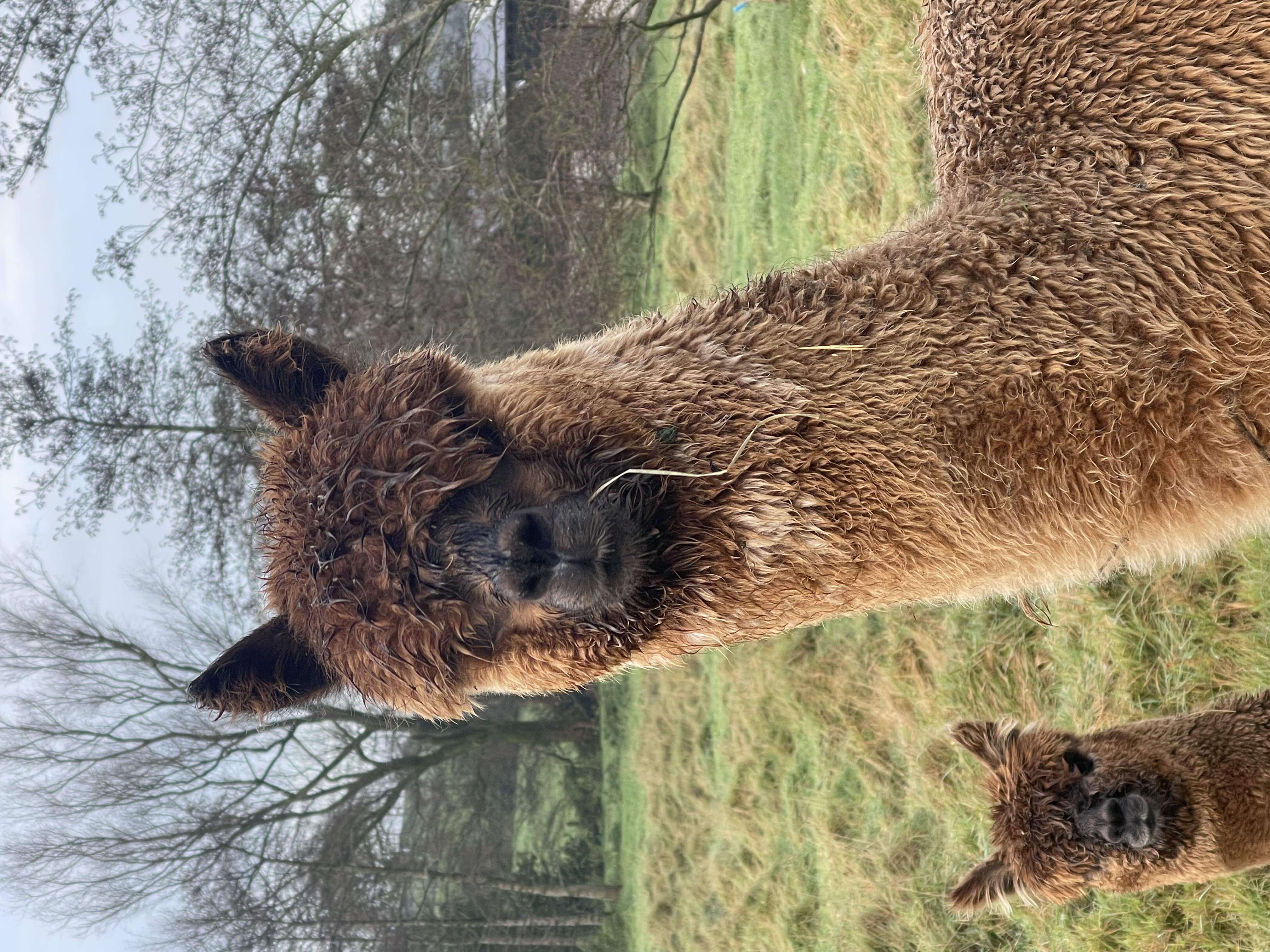Alpaca photo