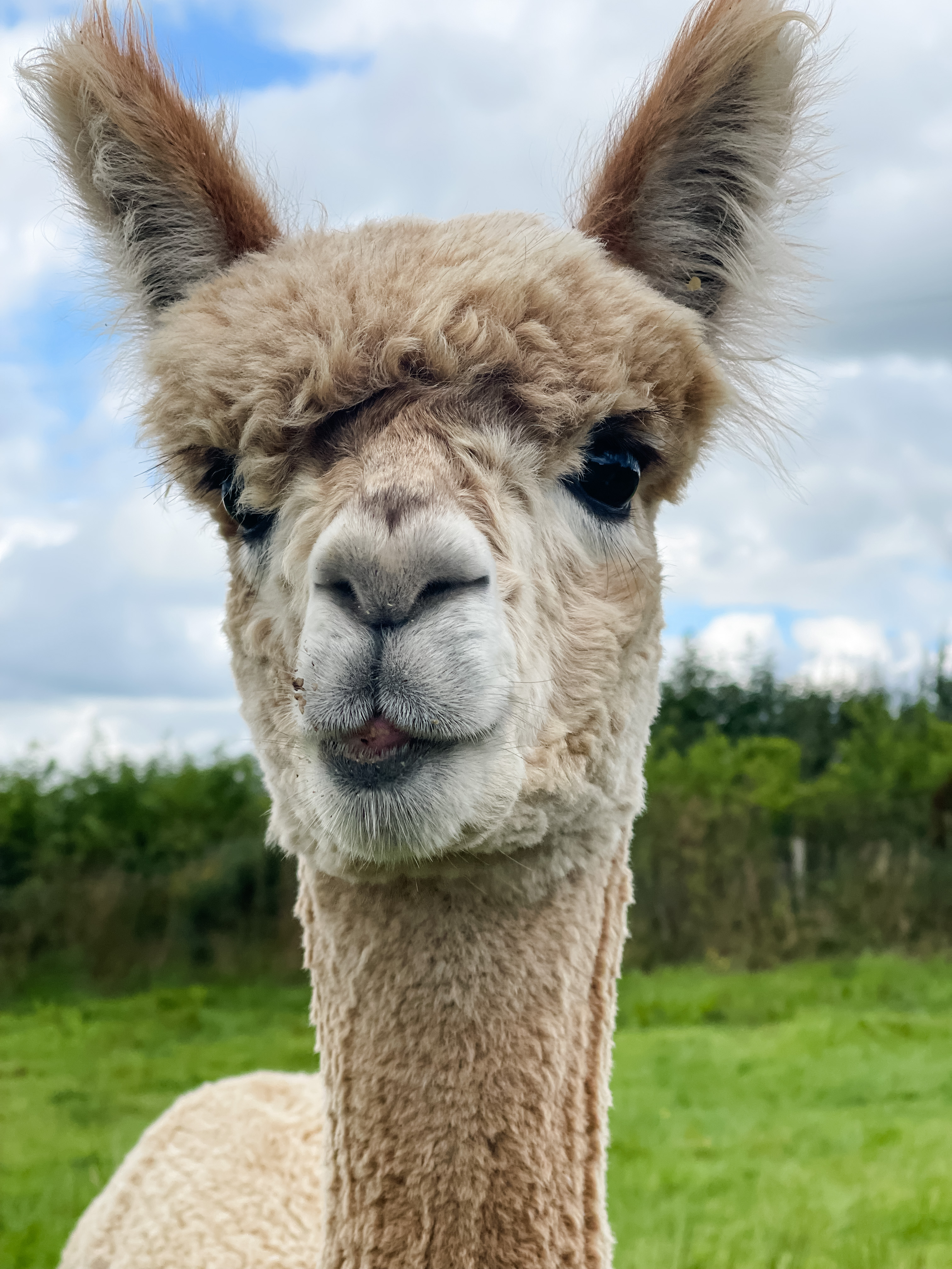 Alpaca photo