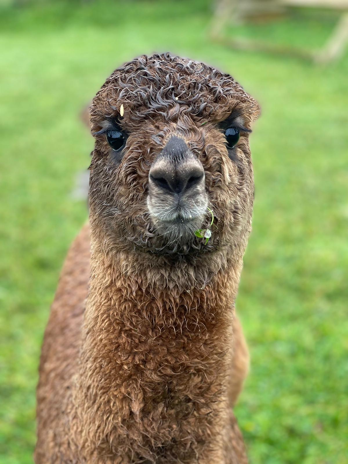 Alpaca photo